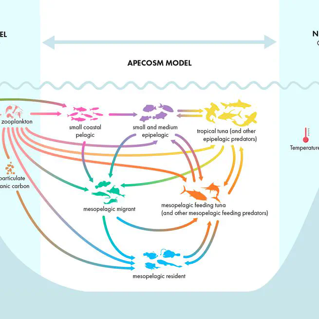 Which processes structure global pelagic ecosystems and control their trophic functioning? Insights from the mechanistic model APECOSM
