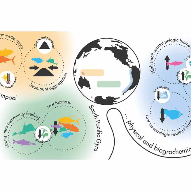 Under review : How contrasted environments in the Humboldt Current System, Pacific Warm Pool and South Pacific Gyre, shape contrasted ecosystems. A modeling approach using APECOSM.